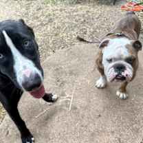 Thumbnail photo of Meatloaf Man is a couch potato pancake! #2