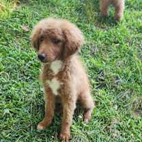 Thumbnail photo of Fancy #1