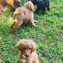 Thumbnail photo of Fancy #2