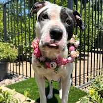 Thumbnail photo of Clarabelle #2