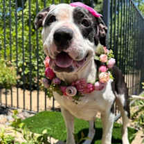 Thumbnail photo of Clarabelle #4