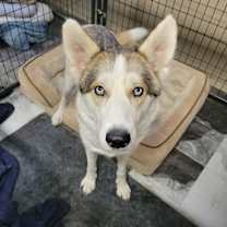 Thumbnail photo of Charlie #2