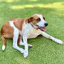 Thumbnail photo of Layla (fka Bella) #2