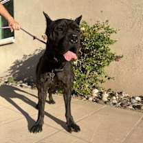 adopt-pet