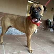 adopt-pet