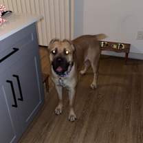 adopt-pet