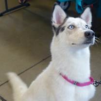 adopt-pet