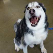 adopt-pet
