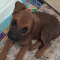 Thumbnail photo of Dexter #3