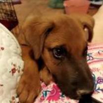 Thumbnail photo of Dexter #4