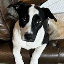 Thumbnail photo of Oreo #2