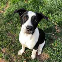 Thumbnail photo of Oreo #3