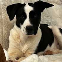 Thumbnail photo of Oreo #4