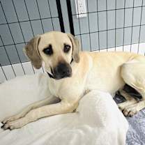 Thumbnail photo of Hazel Mae #2