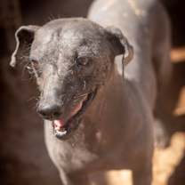 adopt-pet