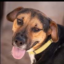 adopt-pet
