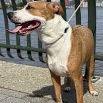 Thumbnail photo of Maple #3