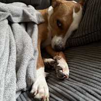 Thumbnail photo of Maple #4