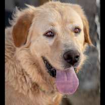 adopt-pet