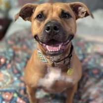 Thumbnail photo of Byron V (foster) #3