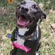 Thumbnail photo of Honey #1