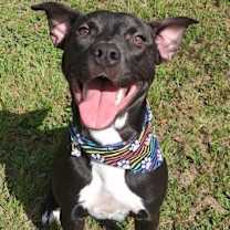 Thumbnail photo of Honey #2