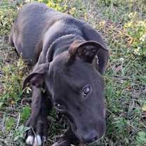 Thumbnail photo of Honey #3