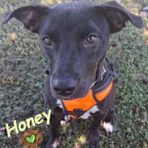 Thumbnail photo of Honey #4