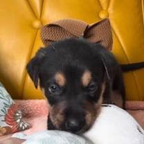 Thumbnail photo of Tank Ronnie #4