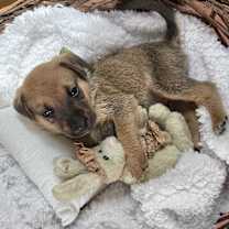 Thumbnail photo of Sage Ronnie #2