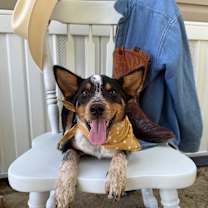 Thumbnail photo of Waylon Cowboy Olsen #2