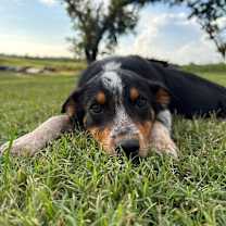 Thumbnail photo of Waylon Cowboy Olsen #3