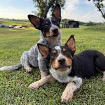 Thumbnail photo of Waylon Cowboy Olsen #4