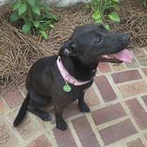 Thumbnail photo of Arabella #2