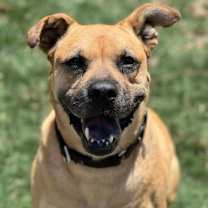 Thumbnail photo of Amber #1