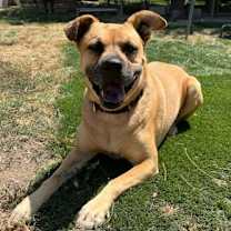 Thumbnail photo of Amber #3