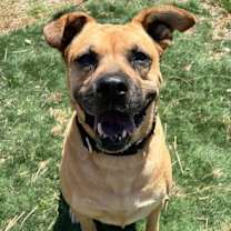 Thumbnail photo of Amber #4