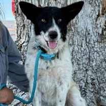 Thumbnail photo of Willow #3