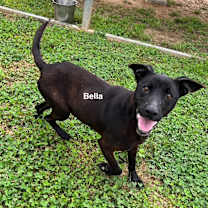 Thumbnail photo of Bella #1