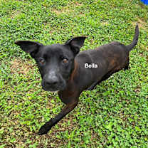 Thumbnail photo of Bella #4