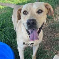 Thumbnail photo of Happy #1