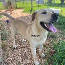 Thumbnail photo of Happy #2