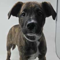 Thumbnail photo of Jack's Back #1