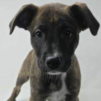 Thumbnail photo of Jack's Back #3