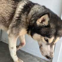 adopt-pet