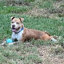 Thumbnail photo of Barney #2