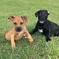 Thumbnail photo of Simba #1