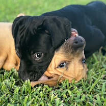 Thumbnail photo of Simba #2