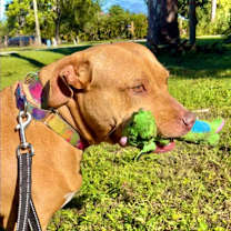 Thumbnail photo of Sassy #4