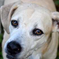 Thumbnail photo of Blondie #4